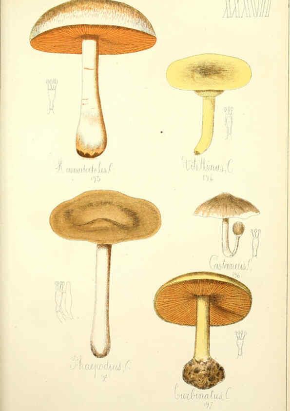 Reproducción/Reproduction 5975235050: Histoire naturelle des champignons comestibles et vénéneux Paris :C. Delagrave,1883