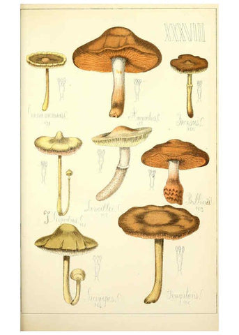 Reproducción/Reproduction 5975235434: Histoire naturelle des champignons comestibles et vénéneux Paris :C. Delagrave,1883