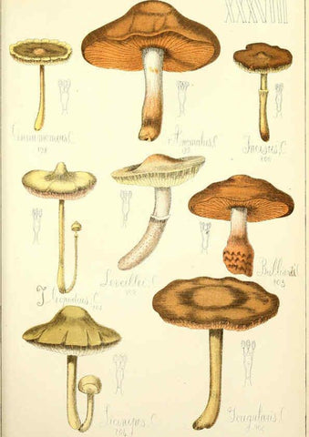 Reproducción/Reproduction 5975235434: Histoire naturelle des champignons comestibles et vénéneux Paris :C. Delagrave,1883