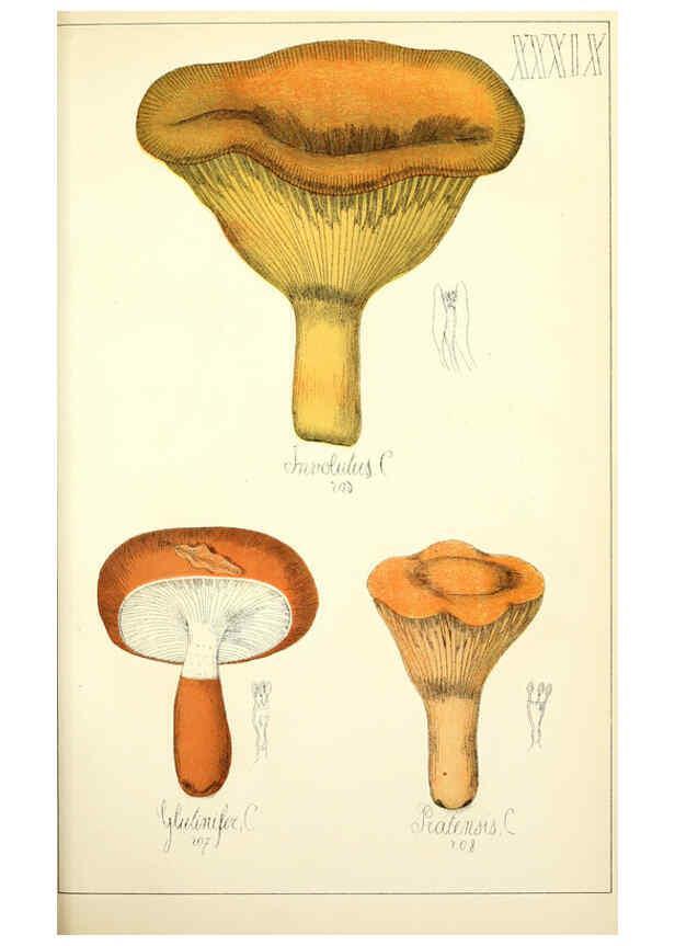 Reproducción/Reproduction 5974675725: Histoire naturelle des champignons comestibles et vénéneux Paris :C. Delagrave,1883