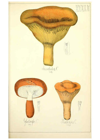 Reproducción/Reproduction 5974675725: Histoire naturelle des champignons comestibles et vénéneux Paris :C. Delagrave,1883