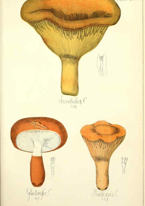 Reproducción/Reproduction 5974675725: Histoire naturelle des champignons comestibles et vénéneux Paris :C. Delagrave,1883