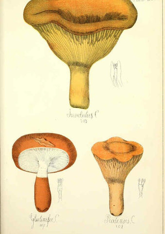 Reproducción/Reproduction 5974675725: Histoire naturelle des champignons comestibles et vénéneux Paris :C. Delagrave,1883