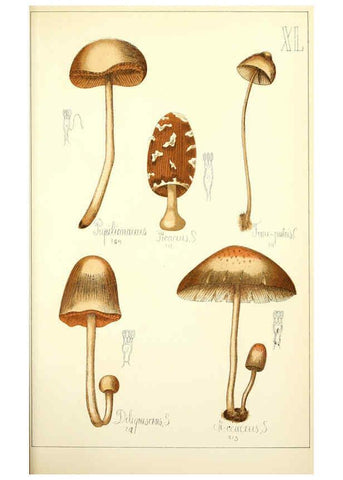 Reproducción/Reproduction 5975236552: Histoire naturelle des champignons comestibles et vénéneux Paris :C. Delagrave,1883