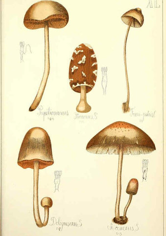 Reproducción/Reproduction 5975236552: Histoire naturelle des champignons comestibles et vénéneux Paris :C. Delagrave,1883