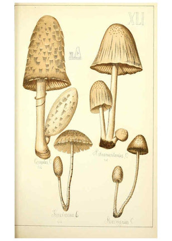 Reproducción/Reproduction 5974676677: Histoire naturelle des champignons comestibles et vénéneux Paris :C. Delagrave,1883