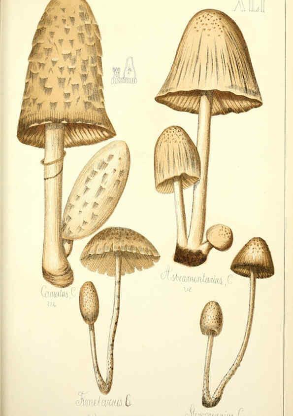 Reproducción/Reproduction 5974676677: Histoire naturelle des champignons comestibles et vénéneux Paris :C. Delagrave,1883