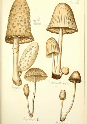 Reproducción/Reproduction 5974676677: Histoire naturelle des champignons comestibles et vénéneux Paris :C. Delagrave,1883