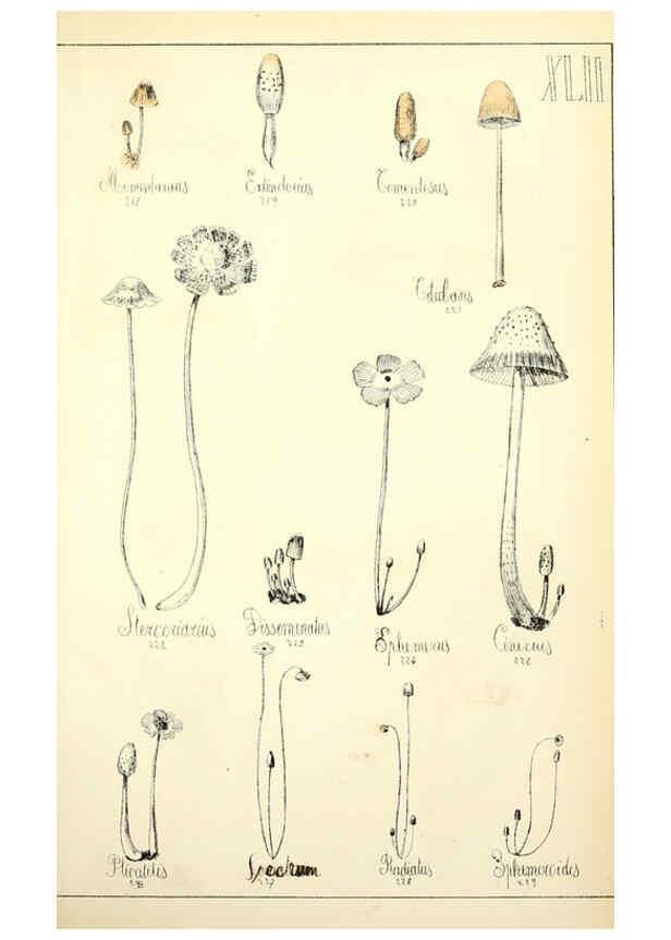 Reproducción/Reproduction 5974676979: Histoire naturelle des champignons comestibles et vénéneux Paris :C. Delagrave,1883