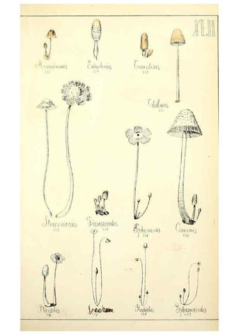 Reproducción/Reproduction 5974676979: Histoire naturelle des champignons comestibles et vénéneux Paris :C. Delagrave,1883