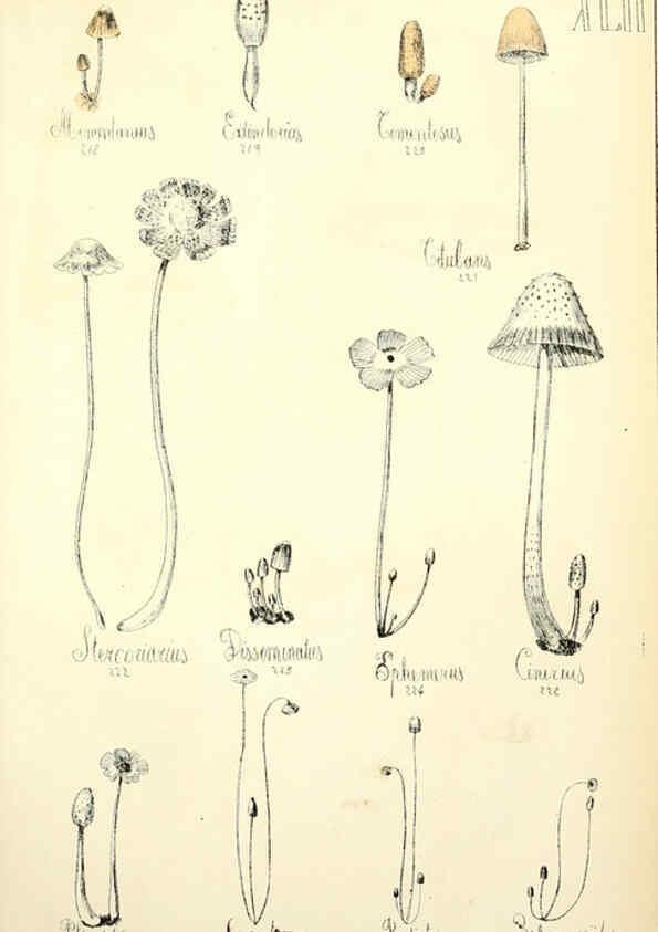 Reproducción/Reproduction 5974676979: Histoire naturelle des champignons comestibles et vénéneux Paris :C. Delagrave,1883