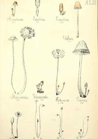 Reproducción/Reproduction 5974676979: Histoire naturelle des champignons comestibles et vénéneux Paris :C. Delagrave,1883
