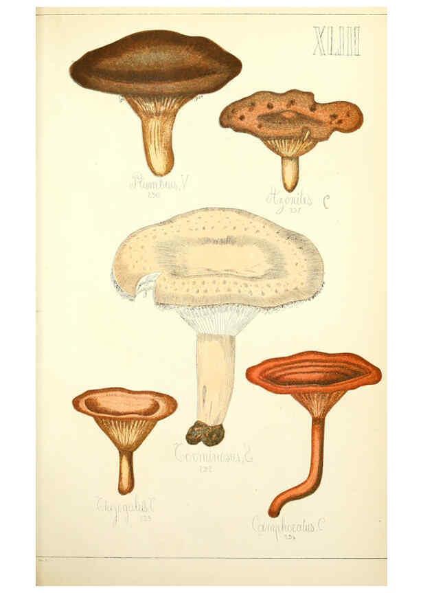 Reproducción/Reproduction 5975237748: Histoire naturelle des champignons comestibles et vénéneux Paris :C. Delagrave,1883