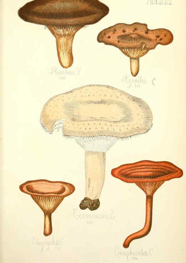 Reproducción/Reproduction 5975237748: Histoire naturelle des champignons comestibles et vénéneux Paris :C. Delagrave,1883