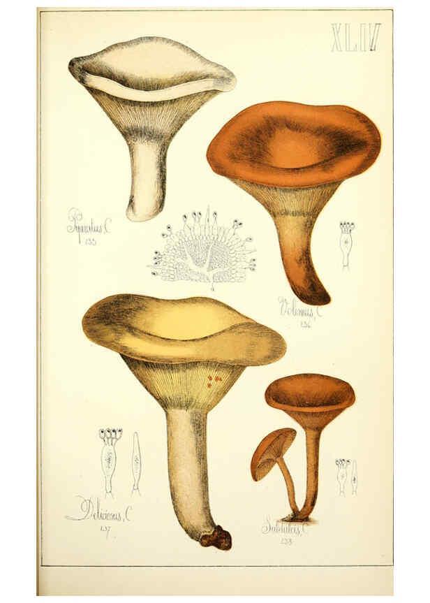 Reproducción/Reproduction 5974677795: Histoire naturelle des champignons comestibles et vénéneux Paris :C. Delagrave,1883