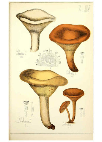 Reproducción/Reproduction 5974677795: Histoire naturelle des champignons comestibles et vénéneux Paris :C. Delagrave,1883