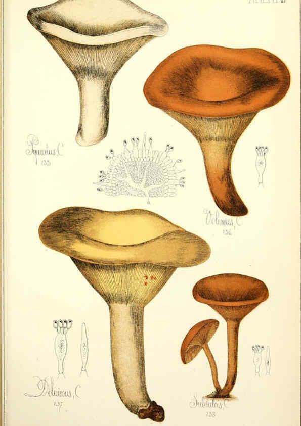 Reproducción/Reproduction 5974677795: Histoire naturelle des champignons comestibles et vénéneux Paris :C. Delagrave,1883