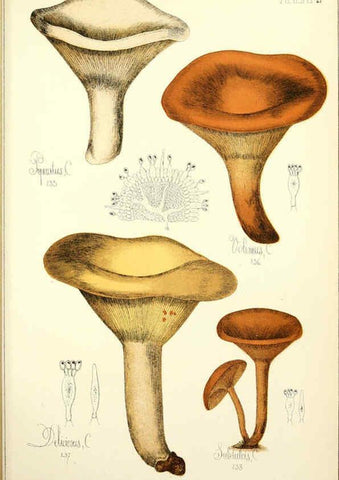 Reproducción/Reproduction 5974677795: Histoire naturelle des champignons comestibles et vénéneux Paris :C. Delagrave,1883