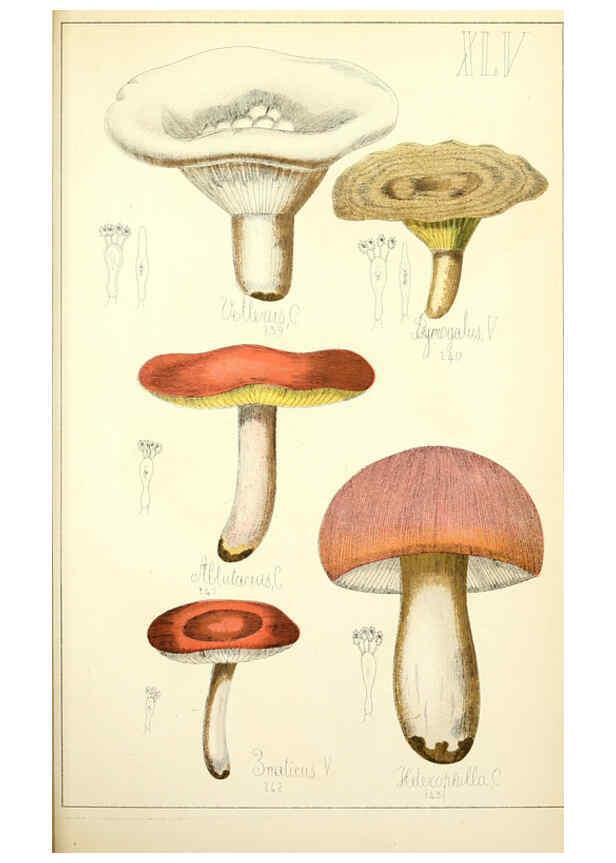 Reproducción/Reproduction 5975238596: Histoire naturelle des champignons comestibles et vénéneux Paris :C. Delagrave,1883