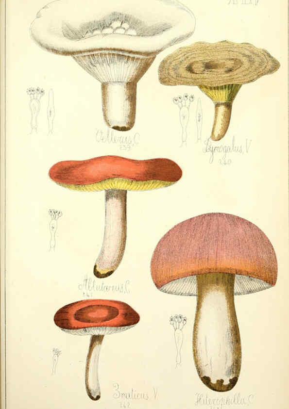 Reproducción/Reproduction 5975238596: Histoire naturelle des champignons comestibles et vénéneux Paris :C. Delagrave,1883