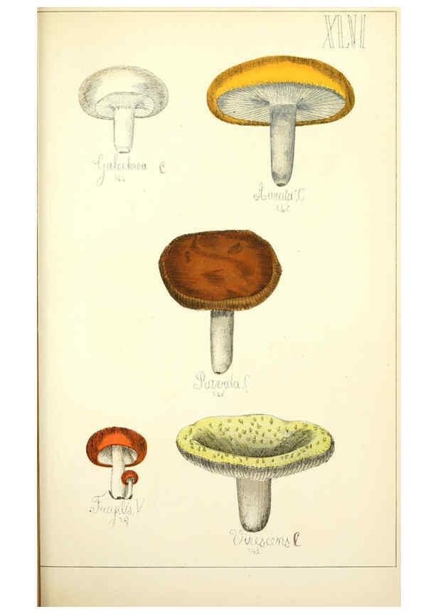 Reproducción/Reproduction 5975238902: Histoire naturelle des champignons comestibles et vénéneux Paris :C. Delagrave,1883