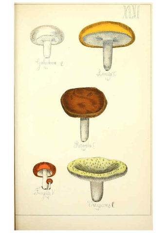 Reproducción/Reproduction 5975238902: Histoire naturelle des champignons comestibles et vénéneux Paris :C. Delagrave,1883