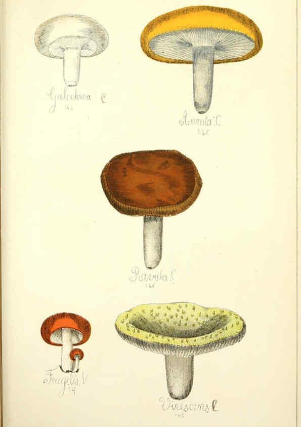 Reproducción/Reproduction 5975238902: Histoire naturelle des champignons comestibles et vénéneux Paris :C. Delagrave,1883