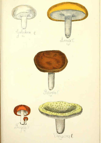 Reproducción/Reproduction 5975238902: Histoire naturelle des champignons comestibles et vénéneux Paris :C. Delagrave,1883