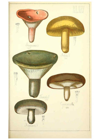 Reproducción/Reproduction 5974678873: Histoire naturelle des champignons comestibles et vénéneux Paris :C. Delagrave,1883