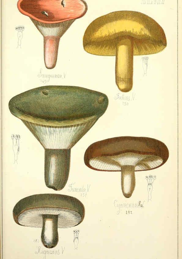 Reproducción/Reproduction 5974678873: Histoire naturelle des champignons comestibles et vénéneux Paris :C. Delagrave,1883