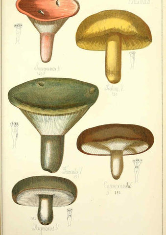 Reproducción/Reproduction 5974678873: Histoire naturelle des champignons comestibles et vénéneux Paris :C. Delagrave,1883