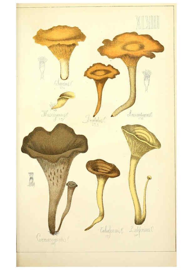 Reproducción/Reproduction 5974679185: Histoire naturelle des champignons comestibles et vénéneux Paris :C. Delagrave,1883