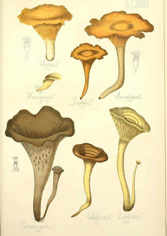 Reproducción/Reproduction 5974679185: Histoire naturelle des champignons comestibles et vénéneux Paris :C. Delagrave,1883