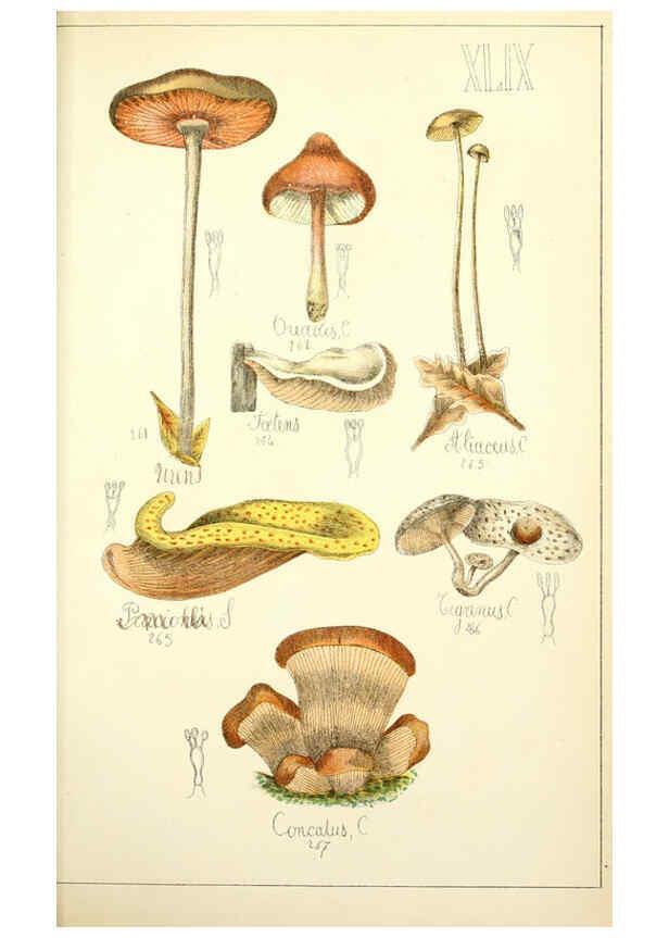 Reproducción/Reproduction 5974679521: Histoire naturelle des champignons comestibles et vénéneux Paris :C. Delagrave,1883