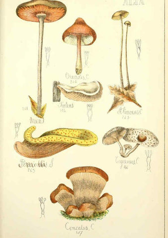 Reproducción/Reproduction 5974679521: Histoire naturelle des champignons comestibles et vénéneux Paris :C. Delagrave,1883