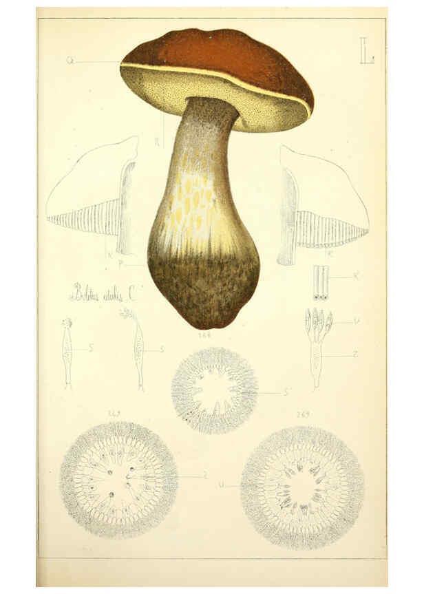 Reproducción/Reproduction 5975240366: Histoire naturelle des champignons comestibles et vénéneux Paris :C. Delagrave,1883