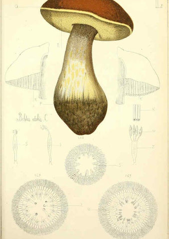 Reproducción/Reproduction 5975240366: Histoire naturelle des champignons comestibles et vénéneux Paris :C. Delagrave,1883