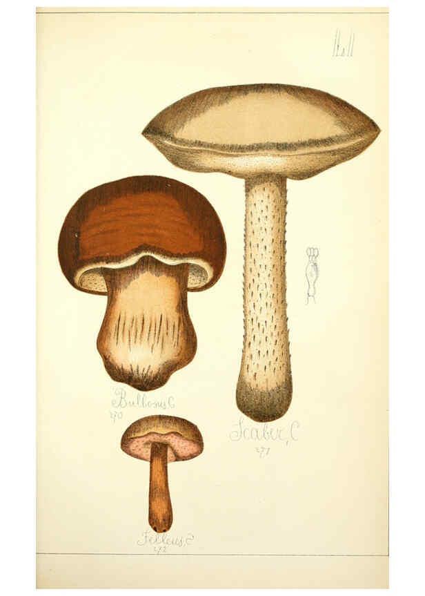 Reproducción/Reproduction 5974680407: Histoire naturelle des champignons comestibles et vénéneux Paris :C. Delagrave,1883
