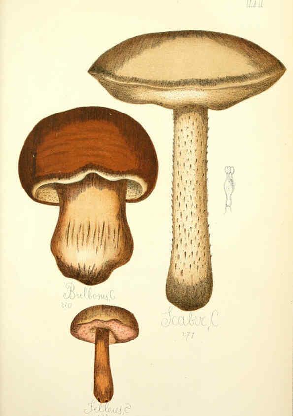Reproducción/Reproduction 5974680407: Histoire naturelle des champignons comestibles et vénéneux Paris :C. Delagrave,1883