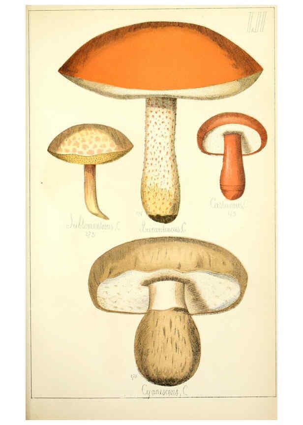 Reproducción/Reproduction 5975241198: Histoire naturelle des champignons comestibles et vénéneux Paris :C. Delagrave,1883