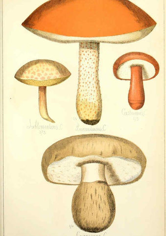 Reproducción/Reproduction 5975241198: Histoire naturelle des champignons comestibles et vénéneux Paris :C. Delagrave,1883