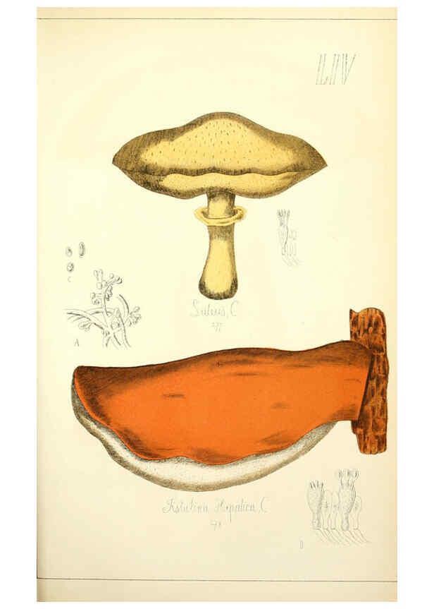 Reproducción/Reproduction 5975242070: Histoire naturelle des champignons comestibles et vénéneux Paris :C. Delagrave,1883