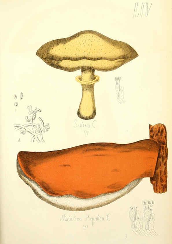 Reproducción/Reproduction 5975242070: Histoire naturelle des champignons comestibles et vénéneux Paris :C. Delagrave,1883