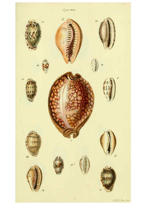 Reproducción/Reproduction 5977969055: The conchological illustrations or, Coloured figures of all the hitherto unfigured recent shells London :[s.n.] ;1832