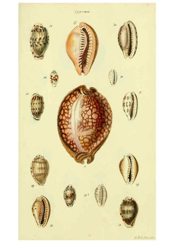 Reproducción/Reproduction 5977969055: The conchological illustrations or, Coloured figures of all the hitherto unfigured recent shells London :[s.n.] ;1832