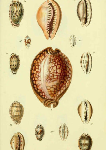 Reproducción/Reproduction 5977969055: The conchological illustrations or, Coloured figures of all the hitherto unfigured recent shells London :[s.n.] ;1832