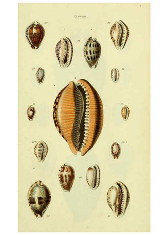 Reproducción/Reproduction 5978528344: The conchological illustrations or, Coloured figures of all the hitherto unfigured recent shells London :[s.n.] ;1832
