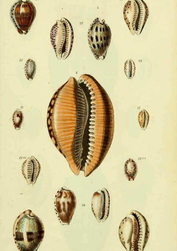 Reproducción/Reproduction 5978528344: The conchological illustrations or, Coloured figures of all the hitherto unfigured recent shells London :[s.n.] ;1832