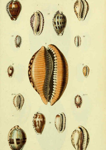 Reproducción/Reproduction 5978528344: The conchological illustrations or, Coloured figures of all the hitherto unfigured recent shells London :[s.n.] ;1832