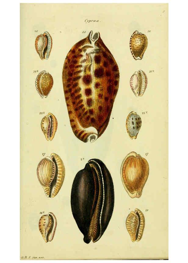 Reproducción/Reproduction 5978528862: The conchological illustrations or, Coloured figures of all the hitherto unfigured recent shells London :[s.n.] ;1832